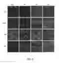 Fig. 09 - METHODS OF MAKING CELL SHEETS, TISSUE SHEETS AND TISSUE ENGINEERED BLOOD VESSELS