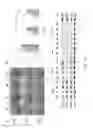 Fig. 11 - METHODS OF MAKING CELL SHEETS, TISSUE SHEETS AND TISSUE ENGINEERED BLOOD VESSELS