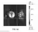 Fig. 09 - OLIGONUCLEOTIDES TARGETING ASTHMA INFLAMMATION PROCESSES