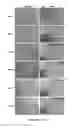 Fig. 12 - Ultrasound technology to control the spatial organization of cells and proteins in engineered tissues