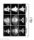 Fig. 02 - Highly-mineralized osteogenic sponge compositions and uses thereof