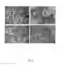 Fig. 03 - BIO-MEMBRANE FOR TISSUE REGENERATION
