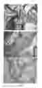 Fig. 04 - BIO-MEMBRANE FOR TISSUE REGENERATION