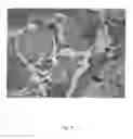 Fig. 05 - BIO-MEMBRANE FOR TISSUE REGENERATION