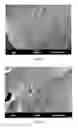Fig. 03 - Protein stabilized antimicrobial composition formed by melt processing