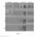 Fig. 12 - UMBILICAL CORD AMNIOTIC MEMBRANE PRODUCTS