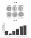Fig. 04 - DIETARY SUPPLEMENT, FEED AND PHARMACEUTICAL COMPOSITION CONTAINING CHIA SEED AND MACA, AND PREPARATION METHOD THEREOF