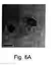 Fig. 07 - SYSTEMS CONTAINING MAGNETIC NANOPARTICLES AND POLYMERS, SUCH AS NANOCOMPOSITES AND FERROFLUIDS, AND APPLICATIONS THEREOF