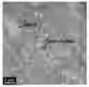Fig. 01 - Filled polyimide films and coverlays comprising such films