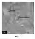 Fig. 02 - Filled polyimide films and coverlays comprising such films