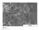 Fig. 06 - MONODISPERSE SUBMICRON POLYMER PARTICLES