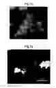 Fig. 09 - Biological Functionalisation Of A Sol Gel Coating For the Mitigation Of Biofouling Microbial Induced Corrosion