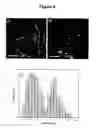 Fig. 05 - THIN METAL NANOWIRES PRODUCED BY BIOTEMPLATING
