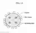 Fig. 02 - Rechargeable lithium battery including negative active material