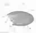 Fig. 04 - System for dental cleaning