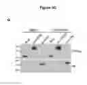 Fig. 07 - Quantitative Aggregation Sensors
