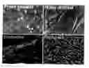 Fig. 01 - Spontaneously immortalized multiponent mesenchymal cell-line derived from mouse subcutaneous adipose tissue: tool for regenerative medicine and bioactive molecules and/or drugs screening