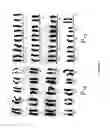 Fig. 04 - Spontaneously immortalized multiponent mesenchymal cell-line derived from mouse subcutaneous adipose tissue: tool for regenerative medicine and bioactive molecules and/or drugs screening