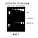 Fig. 03 - Stable compositions for nucleic acid amplification and sequencing