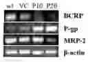 Fig. 01 - METHODS FOR EVALUATING GASTROINTESTINAL ABSORPTION OF CHEMICALS
