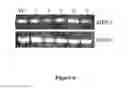 Fig. 07 - METHODS FOR EVALUATING GASTROINTESTINAL ABSORPTION OF CHEMICALS
