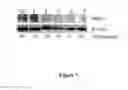Fig. 08 - METHODS FOR EVALUATING GASTROINTESTINAL ABSORPTION OF CHEMICALS