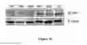 Fig. 11 - METHODS FOR EVALUATING GASTROINTESTINAL ABSORPTION OF CHEMICALS