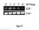 Fig. 13 - METHODS FOR EVALUATING GASTROINTESTINAL ABSORPTION OF CHEMICALS