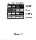Fig. 14 - METHODS FOR EVALUATING GASTROINTESTINAL ABSORPTION OF CHEMICALS