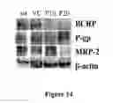 Fig. 15 - METHODS FOR EVALUATING GASTROINTESTINAL ABSORPTION OF CHEMICALS
