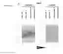 Fig. 17 - Modified siNA