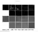 Fig. 16 - Nucleic acid aptamer capable of binding specifically to pancreatic cancer cells or tissues and use thereof