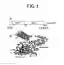 Fig. 02 - GFP FUSION PROTEINS AND THEIR USE