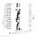 Fig. 02 - PROTEINS AND METHOD FOR DETECTION OF LYME DISEASE