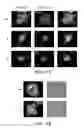 Fig. 22 - Compositions and Methods for Modulating the Immune Response and Identifying Immunomodulators