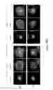 Fig. 40 - Compositions and Methods for Modulating the Immune Response and Identifying Immunomodulators