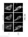 Fig. 44 - Compositions and Methods for Modulating the Immune Response and Identifying Immunomodulators