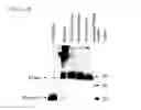 Fig. 07 - Method for extraction and purification of recombinant proteins from transgenic plants