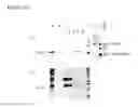 Fig. 15 - Method for extraction and purification of recombinant proteins from transgenic plants
