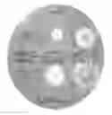 Fig. 01 - Yeast cells expressing an exogenous cellulosome and methods of using the same