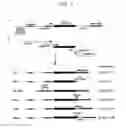 Fig. 03 - NUCLEIC ACID WHICH IS STABILIZED AGAINST DECOMPOSITION