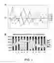 Fig. 02 - NOVEL EXPRESSION VECTOR