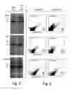 Fig. 04 - Targeted integration into the PPP1R12C locus