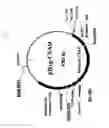 Fig. 04 - Method for production of polypeptide