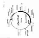 Fig. 07 - Method for production of polypeptide