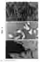 Fig. 02 - Conversion of chitin into N-acetylglucosamine, glucosamine and bioethanol