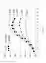 Fig. 53 - Use of stem-loop oligonucleotides in the preparation of nucleic acid molecules