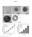 Fig. 04 - INTERPENETRATING BIOMATERIAL MATRICES AND USES THEREOF