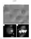 Fig. 08 - INTERPENETRATING BIOMATERIAL MATRICES AND USES THEREOF