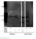 Fig. 01 - MINICELL BASED DELIVERY OF BIOLOGICALLY ACTIVE COMPOUNDS